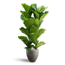 Ficus Lyrata - HydroCare -Plant Supplies Sale Ficus lyrata Hydroculture 2 stems Grigio Egg Pot Planter Natural Concrete 40 x 36cm