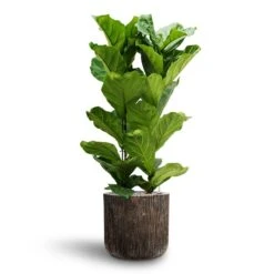 Ficus Lyrata - HydroCare -Plant Supplies Sale Ficus lyrata Hydroculture 2 stems Luxe Lite Waterfall Cylinder Planter Bronze 40 x 38cm