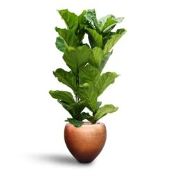 Metallic Couple Plant Pot - Matt Copper -Plant Supplies Sale Ficus lyrata Hydroculture 2 stems Metallic Couple Plant Pot Matt Copper 50 x 45cm 75a03511 dd25 4668 9c54 3ff8c2803aab