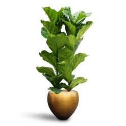 Ficus Lyrata - HydroCare -Plant Supplies Sale Ficus lyrata Hydroculture 2 stems Metallic Couple Plant Pot Matt Honey 50 x 45cm
