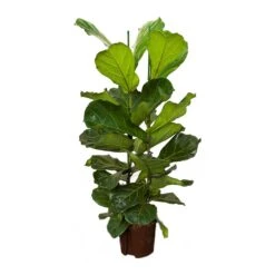 Ficus Lyrata - HydroCare -Plant Supplies Sale Ficus lyrata Hydroculture Indoor Plant 2Stems