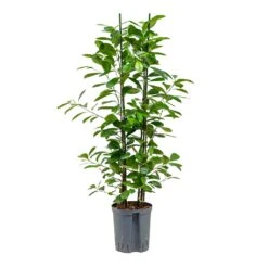 Ficus Moclame - HydroCare -Plant Supplies Sale Ficus moclame Hydroculture 18 19x100cm 2stems