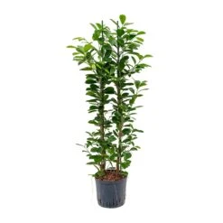 Ficus Moclame - HydroCare -Plant Supplies Sale Ficus moclame Hydroculture 22 19x110cm 2stems