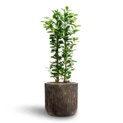 Luxe Lite Waterfall Cylinder Planter - Bronze 34 Luxe Lite Waterfall Cylinder Planter - Bronze -Plant Supplies Sale Ficus moclame Hydroculture Luxe Lite Waterfall Cylinder Planter Bronze 280b81f6 8f12 47a7 a6c7 d762651a2c2b