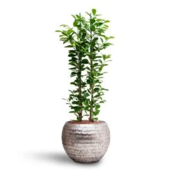 Ficus Moclame - HydroCare -Plant Supplies Sale Ficus moclame Hydroculture Opus Hammered Globe Planter Silver