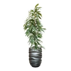 Ficus Amstel King - HydroCare 22 Ficus Amstel King - HydroCare -Plant Supplies Sale FicusAmstelKing Hydroculture GradientLeePartnerPlanter MattGrey