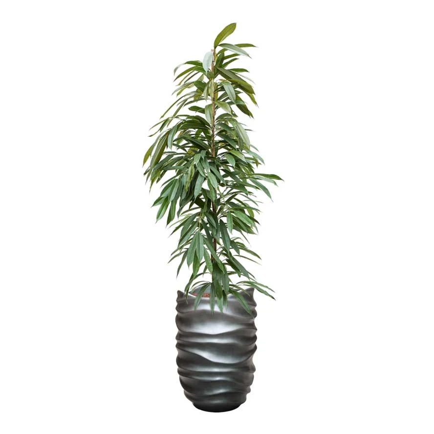 Ficus Amstel King - HydroCare 8 Ficus Amstel King - HydroCare - Image 8