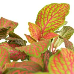 Fittonia Albivenis Mosaic Skeleton - Nerve Plant -Plant Supplies Sale Fittonia albivenis Mosaic Skeleton Nerve Plant SWATCH