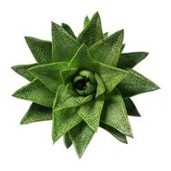 Gasteria D Tiga - Ox Tongue -Plant Supplies Sale Gasteria D Tiga Ox Tongue 10.5cm Above