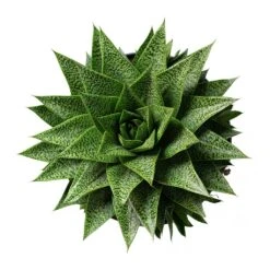 Gasteria D Tiga - Ox Tongue -Plant Supplies Sale Gasteria D Tiga Ox Tongue 17cm Above