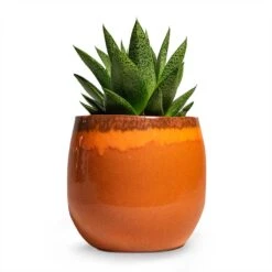 Charlotte Plant Pot - Orange 20 Charlotte Plant Pot - Orange -Plant Supplies Sale Gasteria D Tiga Ox Tongue Houseplant 10.5x15cm Plant Pot Charlotte Orange 15x13cm