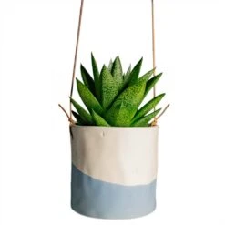 Gasteria D Tiga - Ox Tongue -Plant Supplies Sale Gasteria D Tiga Ox Tongue Houseplant 10.5x15cm Plant Pot Dip Hanging 12x12cm