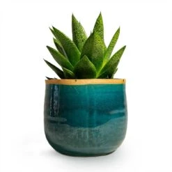Gasteria D Tiga - Ox Tongue -Plant Supplies Sale Gasteria D Tiga Ox Tongue Houseplant 10.5x15cm Plant Pot Iris Turquoise 14x12cm
