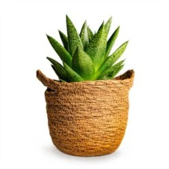 Gasteria D Tiga - Ox Tongue -Plant Supplies Sale Gasteria D Tiga Ox Tongue Houseplant 10.5x15cm Plant Pot Nelis Basket Camel 13x12cm 190c71a9 3139 431a 8578 cc7c7ea90f00
