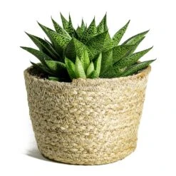 Gasteria D Tiga - Ox Tongue -Plant Supplies Sale Gasteria D Tiga Ox Tongue Maartje Plant Baskets Set of 5 Jute
