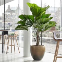 Gradient Balloon Planter - Matt Honey -Plant Supplies Sale Gradient Balloon Planter Matt Honey 1