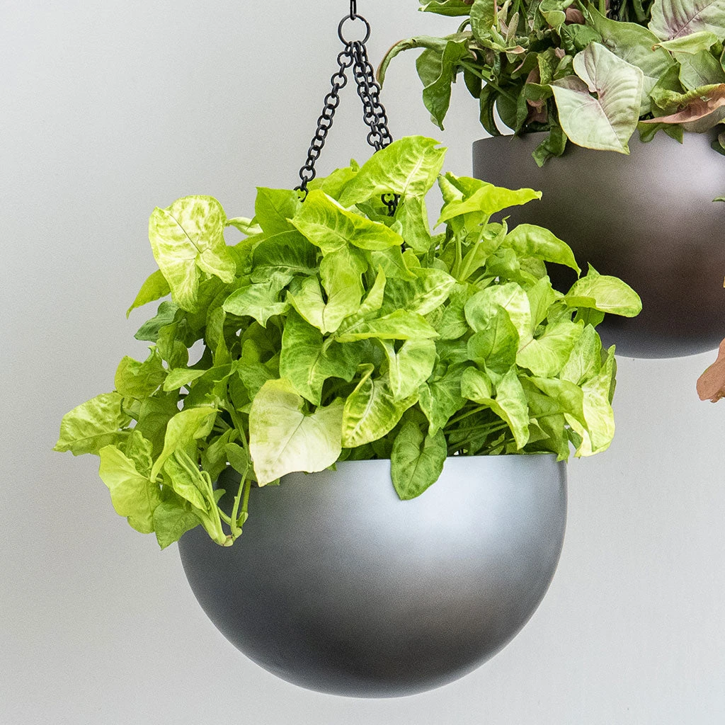 Gradient Hanging Plant Bowl - Matt Grey 2 Gradient Hanging Plant Bowl - Matt Grey - Image 2