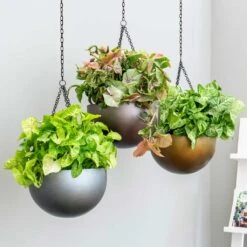 Gradient Hanging Plant Bowl - Matt Coffee 8 Gradient Hanging Plant Bowl - Matt Coffee -Plant Supplies Sale Gradient Hanging Plant Bowl db68eaf3 31c5 4680 a11f c21401681759