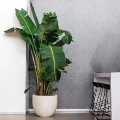 Grigio New Egg Pot Planter - Antique White Concrete -Plant Supplies Sale Grigio New Egg Pot Planter Antique White Concrete