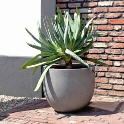 Grigio New Egg Pot Planter - Natural Concrete -Plant Supplies Sale Grigio New Egg Pot Planter Natural Concrete 2