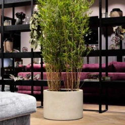 Grigio Cylinder Planter - Antique White Concrete 12 Grigio Cylinder Planter - Antique White Concrete -Plant Supplies Sale GrigioCylinderPlanter AntiqueWhiteConcrete 1