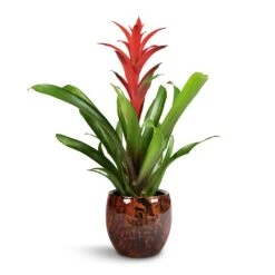 Kae Plant Pot - Cayenne -Plant Supplies Sale Guzmania Lingulata Amaretto Red Bromeliad 13x55cm Kae Plant Pot Cayenne 19x66cm 1 3975f1be f5ea 4bf4 af97 711ca27b1311