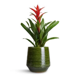 Remi Plant Pot - Green -Plant Supplies Sale Guzmania Lingulata Amaretto Red Bromeliad 13x55cm Remi Plant Pot Green 23x25cm b1fbebd2 71b4 48c4 b929 387cf20bbfdb