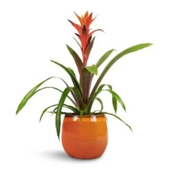Charlotte Plant Pot - Orange 23 Charlotte Plant Pot - Orange -Plant Supplies Sale Guzmania Variada Jazz Orange Bromeliad 13x55cm Charlotte Plant Pot Orange 19x16cm 1 f30724a3 fc9a 400c 86b4 c2dfb7b290e2