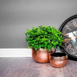 Hammered Bowl - Copper With Black -Plant Supplies Sale Hammered Bowl Copper Lifestyle