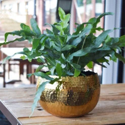 Hammered Bowl - Gold With Black -Plant Supplies Sale Hammered Bowl Gold LS1