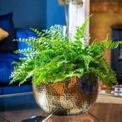 Hammered Bowl - Gold With Black -Plant Supplies Sale Hammered Bowl Gold Lifestyle 2