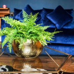 Hammered Bowl - Gold With Black -Plant Supplies Sale Hammered Bowl Gold Lifestyle 3