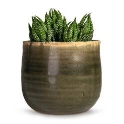 Haworthia Zebrina -Plant Supplies Sale Haworthia Zebrina 10.5x16cm Iris Plant Pot Moss Grey 17x13cm daf17958 18e5 4457 9f44 887f8e666dc3