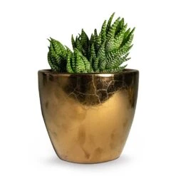 Haworthia Zebrina -Plant Supplies Sale Haworthia Zebrina 10.5x16cm Sven Plant Pot Gold 13x11cm 14cdb169 b68f 473c a25b 1adf97a44577