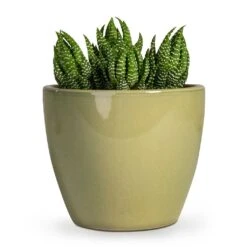 Haworthia Zebrina -Plant Supplies Sale Haworthia Zebrina 10.5x16cm Sven Plant Pot Mint 15x13cm 039a09f1 3339 4fa4 b1a7 5c15050659dc