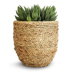 Haworthia Zebrina -Plant Supplies Sale Haworthia Zebrina 10.5x17cm Cody Plant Pot Straw Grass 17x15cm