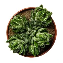 Haworthia Zebrina -Plant Supplies Sale Haworthia Zebrina Houseplant 10.5x16cm birdseye