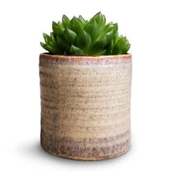 Hera Plant Pot - Ivory -Plant Supplies Sale Haworthia cooperi 10.5x16cm Hera Plant Pot Ivory 13x14cm 233710a2 583e 4bf2 b8e1 46f9d14a571b