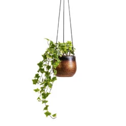 Mya Hanging Planter - Shiny Mocha -Plant Supplies Sale Hedera helix Golden Kolibri English Ivy 13x20cm Mya Hanging Planter Shiny Mocha 15x13cm