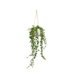 Hedera Helix Pittsburgh - English Ivy 15 Hedera Helix Pittsburgh - English Ivy -Plant Supplies Sale Hedera helix Pittsburgh English Ivy 17x70cm Patt Hanging Plant Pot Grey Washed 23x20cm