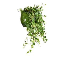 Aimee Plant Pot - Pear -Plant Supplies Sale Hedera helix Pittsburgh English Ivy 24x100cm Aimee Plant Pot Pear 33x28cm 65bfe248 f304 4fa4 a59f 805020c73a0b