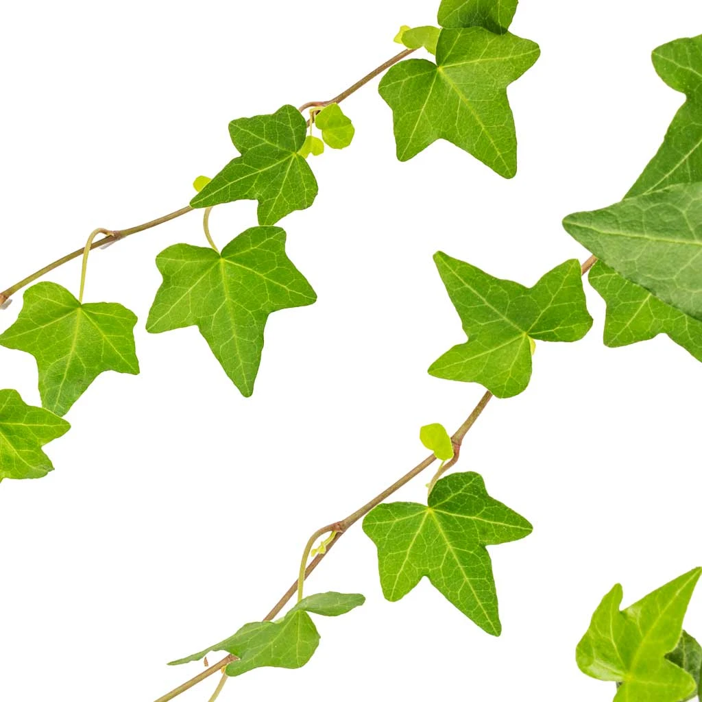 Hedera Helix Pittsburgh - English Ivy 2 Hedera Helix Pittsburgh - English Ivy - Image 2