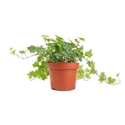 Hedera Helix Pittsburgh - English Ivy 17 Hedera Helix Pittsburgh - English Ivy -Plant Supplies Sale Hedera helix Pittsburgh English Ivy stems 2