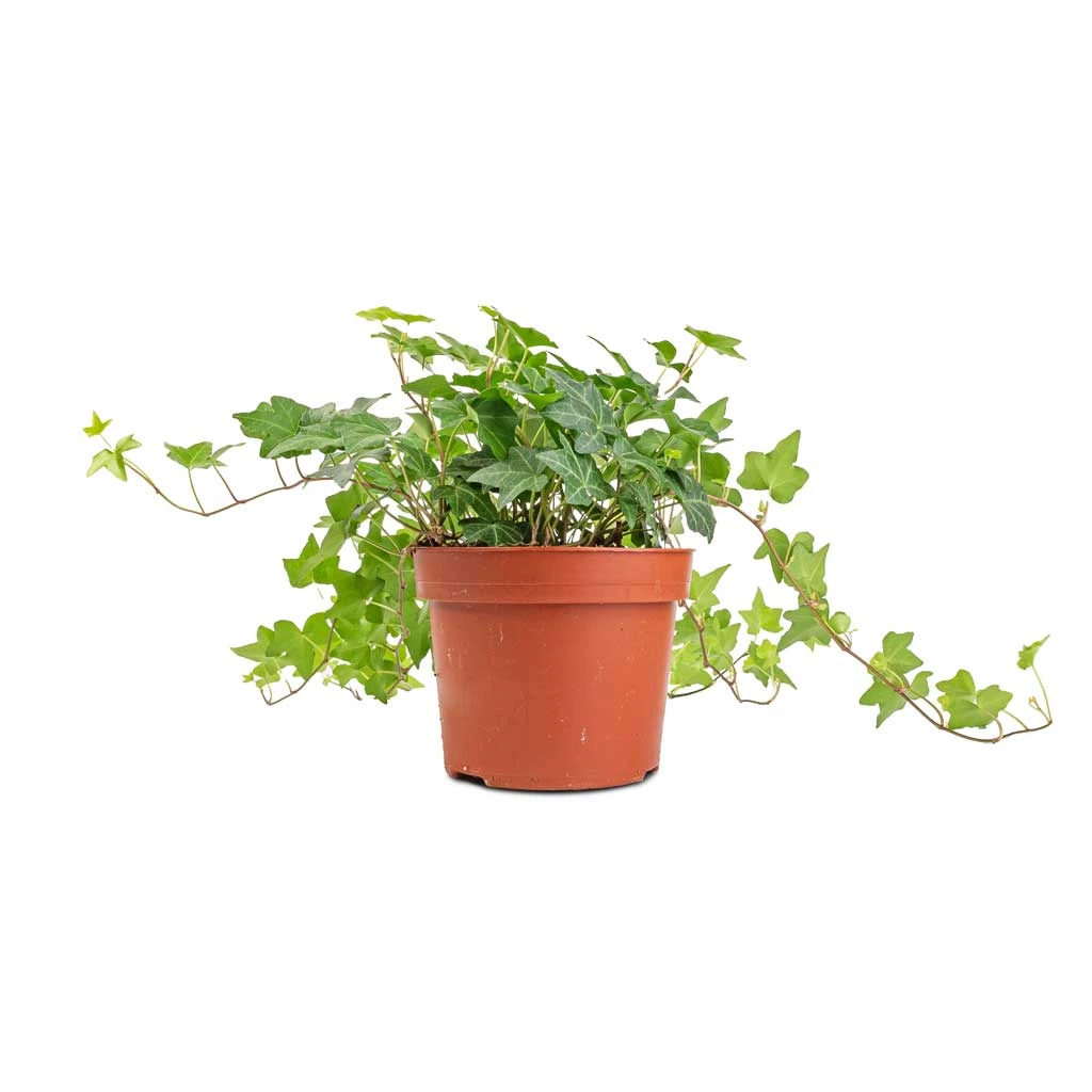 Hedera Helix Pittsburgh - English Ivy 8 Hedera Helix Pittsburgh - English Ivy - Image 8