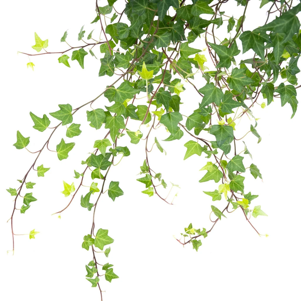 Hedera Helix Pittsburgh - English Ivy 4 Hedera Helix Pittsburgh - English Ivy - Image 4