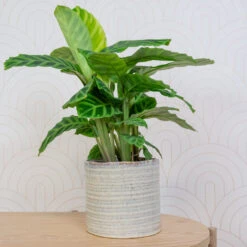 Hera Plant Pot - Ivory -Plant Supplies Sale HeraPlantPot 5