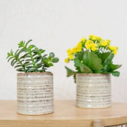 Hera Plant Pot - Ivory -Plant Supplies Sale HeraPlantPot 6