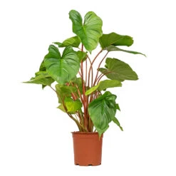 Homalomena Rubescens Maggy - Shield Plant -Plant Supplies Sale Homalomena rubescens Maggy Shield Plant 19x70cm