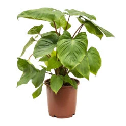 Homalomena Rubescens Maggy - Shield Plant -Plant Supplies Sale Homalomena rubescens Maggy Shield Plant 24cm