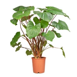 Homalomena Rubescens Maggy - Shield Plant -Plant Supplies Sale Homalomena rubescens Maggy Shield Plant 24x100cm 2